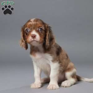 Milo, Cavalier King Charles Spaniel Puppy